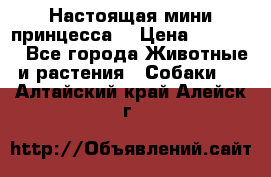 Настоящая мини принцесса  › Цена ­ 25 000 - Все города Животные и растения » Собаки   . Алтайский край,Алейск г.